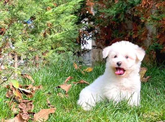Maltese Terrier Yavrularımız görsel