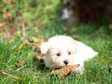 Maltese Terrier Yavrularımız