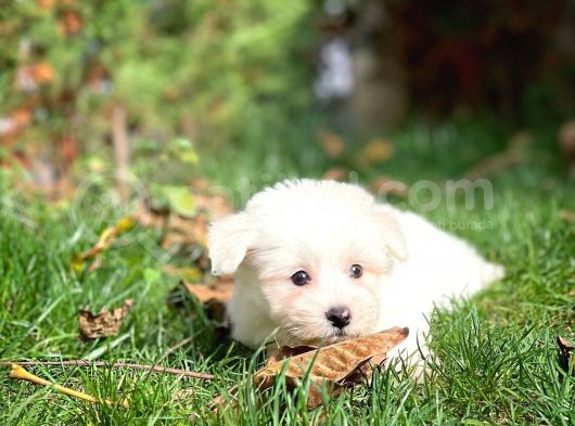 Maltese Terrier Yavrularımız görsel
