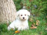Maltese Terrier Yavrularımız