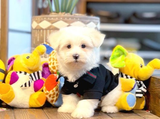 Maltese Terrier Yavrularımız