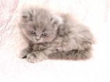 Efsane Bri̇ti̇sh Longhai̇r