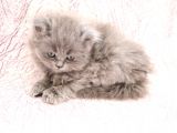 Efsane Bri̇ti̇sh Longhai̇r