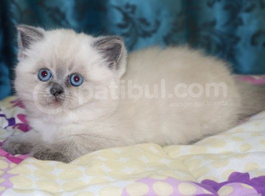 Efsane Bri̇ti̇sh Shorthai̇r Bluepoint görsel