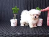Ufak Boy Maltese Terri̇er