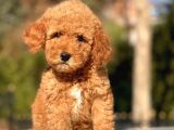 Toy Poodle Yavrularimiz