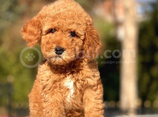Toy Poodle Yavrularimiz görsel