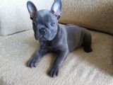 Show Kali̇te French Bulldog