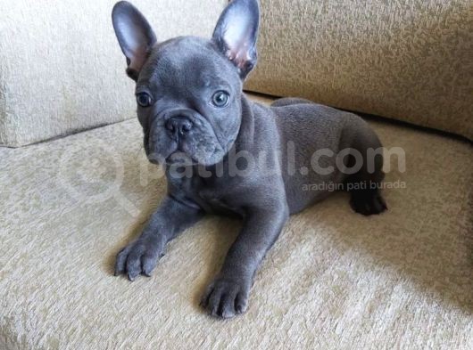 Show Kali̇te French Bulldog