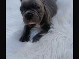 Show Kali̇te French Bulldog