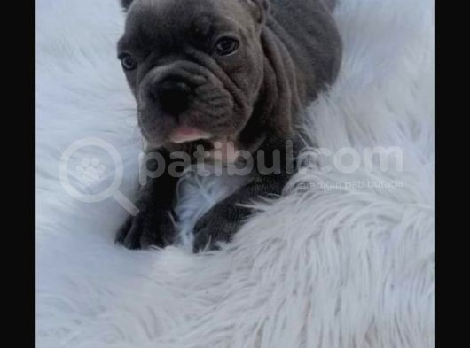 Show Kali̇te French Bulldog görsel