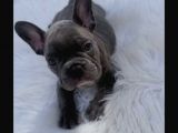 Show Kali̇te French Bulldog