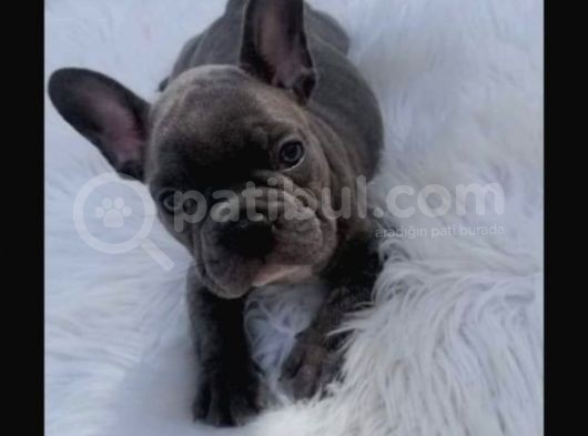 Show Kali̇te French Bulldog görsel