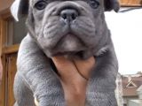 Show Kali̇te French Bulldog