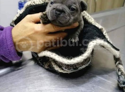 Show Kali̇te French Bulldog görsel
