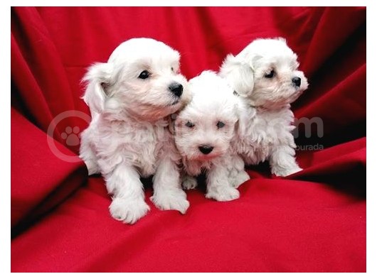 Irk Garantili Maltese Terrier Bebeklerimiz