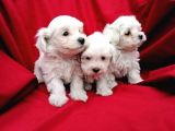 Irk Garantili Maltese Terrier Bebeklerimiz