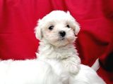 Irk Garantili Maltese Terrier Bebeklerimiz