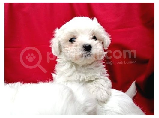 Irk Garantili Maltese Terrier Bebeklerimiz görsel