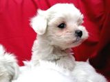 Irk Garantili Maltese Terrier Bebeklerimiz
