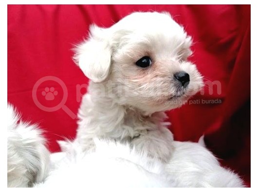 Irk Garantili Maltese Terrier Bebeklerimiz görsel