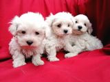 Irk Garantili Maltese Terrier Bebeklerimiz