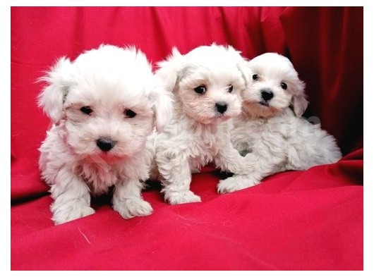 Irk Garantili Maltese Terrier Bebeklerimiz görsel