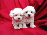 Irk Garantili Maltese Terrier Bebeklerimiz