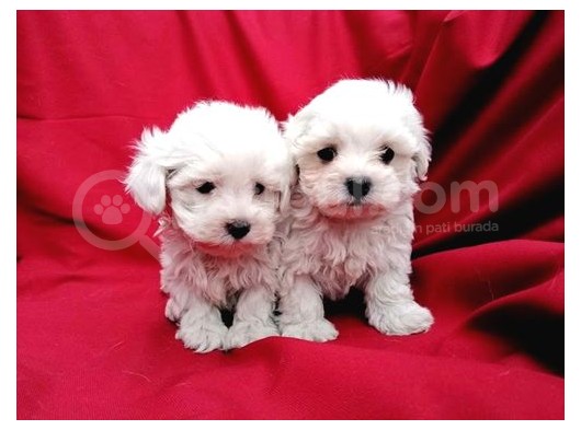 Irk Garantili Maltese Terrier Bebeklerimiz görsel