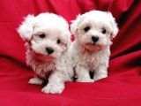 Irk Garantili Maltese Terrier Bebeklerimiz