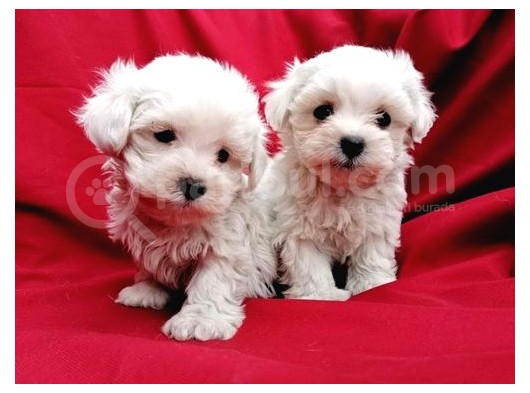 Irk Garantili Maltese Terrier Bebeklerimiz görsel
