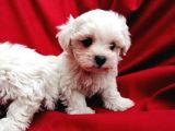 Irk Garantili Maltese Terrier Bebeklerimiz