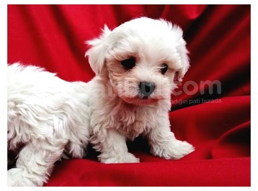Irk Garantili Maltese Terrier Bebeklerimiz görsel