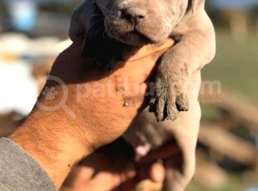 Safkan Pitbull Yavrularımız görsel