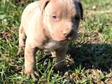 Safkan Pitbull Yavrularımız