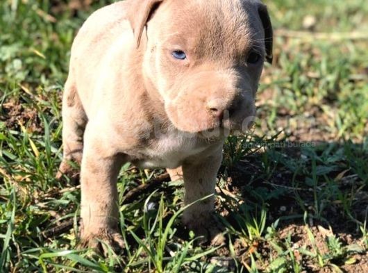 Safkan Pitbull Yavrularımız görsel