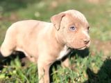 Safkan Pitbull Yavrularımız