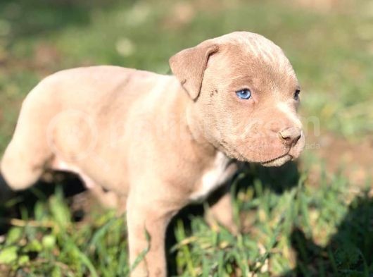 Safkan Pitbull Yavrularımız görsel
