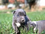 Safkan Pitbull Yavrularımız