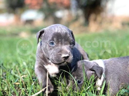 Safkan Pitbull Yavrularımız