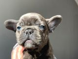 A Kalite Saf Kan French Bulldog