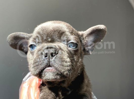 A Kalite Saf Kan French Bulldog