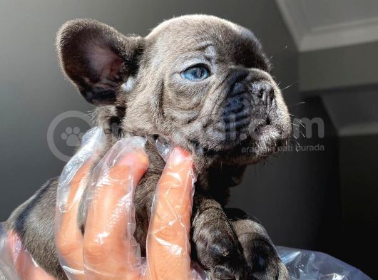 A Kalite Saf Kan French Bulldog görsel