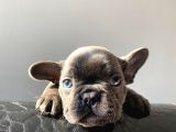 A Kalite Saf Kan French Bulldog