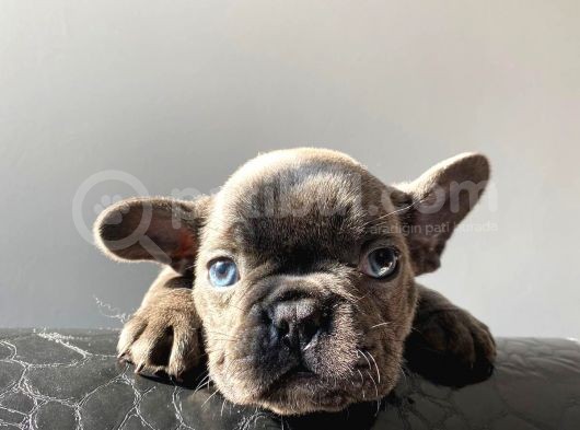 A Kalite Saf Kan French Bulldog görsel