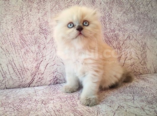 Efsane Scotti̇sh Fold Longhai̇r görsel