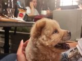 Latte Yeni Yuvasını Arıyor