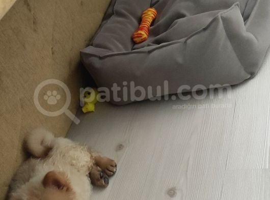 Latte Yeni Yuvasını Arıyor görsel