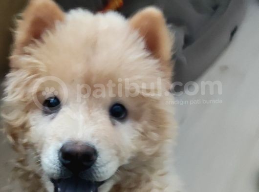 Latte Yeni Yuvasını Arıyor görsel