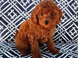 Red Brown Toy Poodle Yavrularimiz